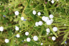 Eriocaulon sedgwickii